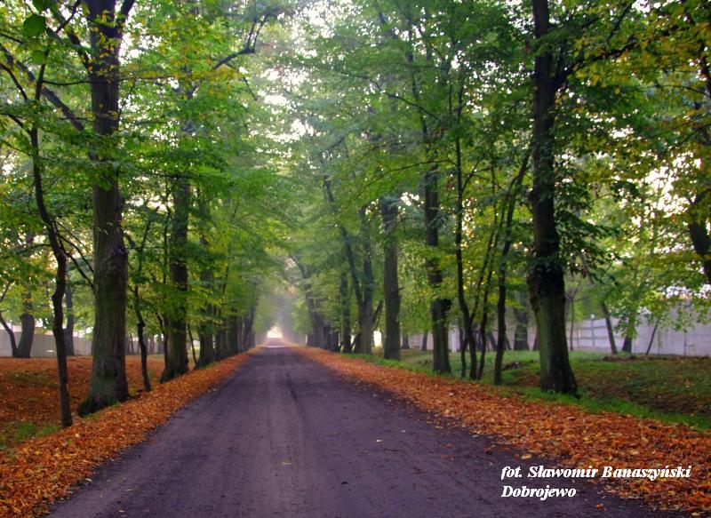 - zd_0015.jpg Zdjęcie przedstawia aleję w parku w Dobrojewie